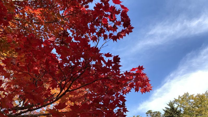 私に大切なサプリメント!