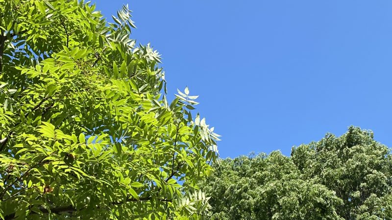 インナーカラー