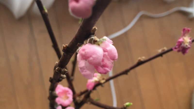 飾ってみましたー