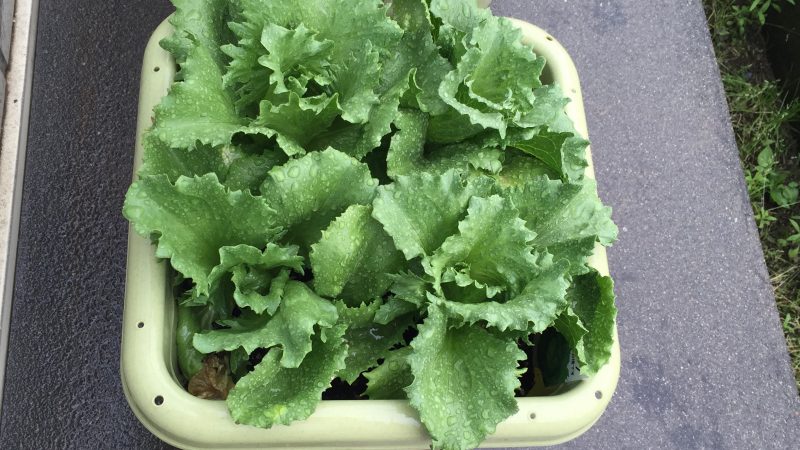 フレッシュ野菜
