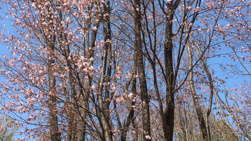 札幌 旭山記念公園!!