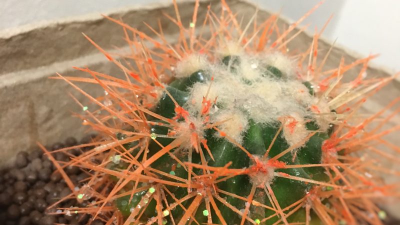 お気に入りのサボテン✨