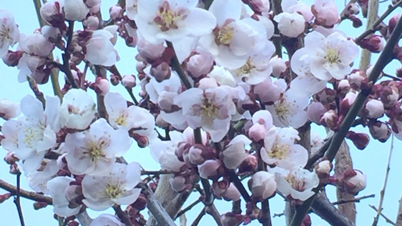 インナービューティーには炭